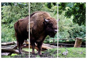 Obraz s americkým bizónom (Obraz 120x80cm)