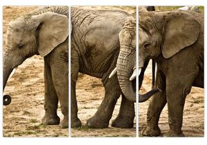 Slon, obraz (Obraz 120x80cm)