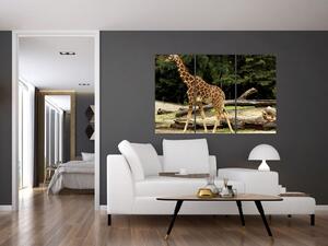 Obraz žirafy (Obraz 120x80cm)