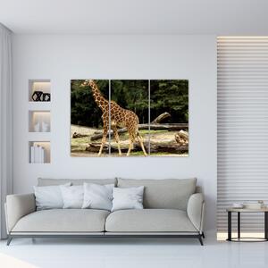 Obraz žirafy (Obraz 120x80cm)