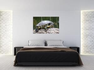 Obraz suchozemské korytnačky (Obraz 120x80cm)