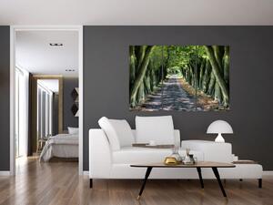 Údolie stromov, obrazy (Obraz 120x80cm)