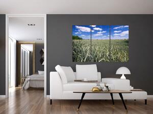 Pole pšenice - obraz (Obraz 120x80cm)