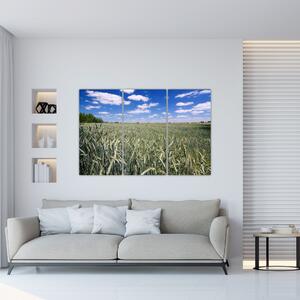 Pole pšenice - obraz (Obraz 120x80cm)