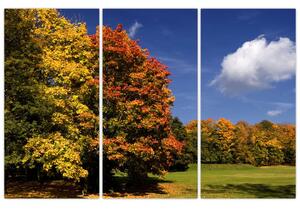 Jesenné stromy - obraz do bytu (Obraz 120x80cm)