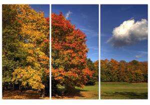 Jesenné stromy - obraz (Obraz 120x80cm)