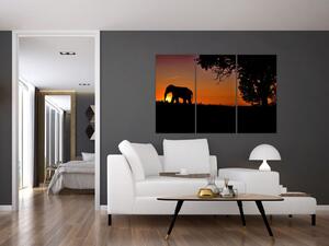 Obraz slona v prírode (Obraz 120x80cm)