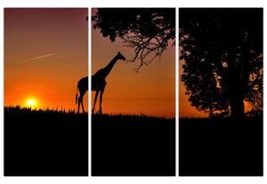 Obraz žirafy v prírode (Obraz 120x80cm)