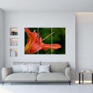 Obrázok kvety (Obraz 120x80cm)