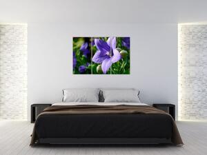 Kvety - obraz (Obraz 120x80cm)