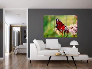 Motýľ - obraz (Obraz 120x80cm)