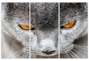 Mačka - obraz (Obraz 120x80cm)