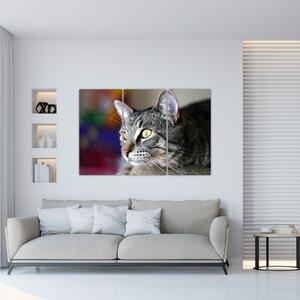 Mačka - obraz (Obraz 120x80cm)