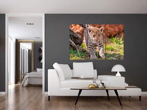 Mláďa leoparda - obraz do bytu (Obraz 120x80cm)