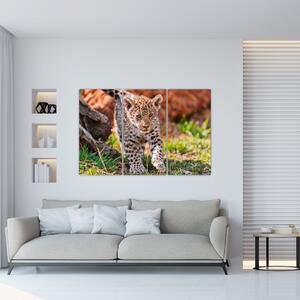 Mláďa leoparda - obraz do bytu (Obraz 120x80cm)