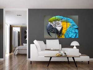 Papagáj - obraz (Obraz 120x80cm)