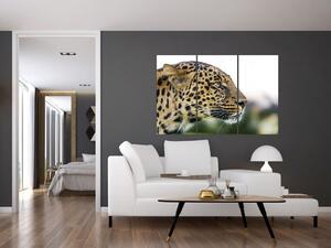 Leopard - obraz (Obraz 120x80cm)