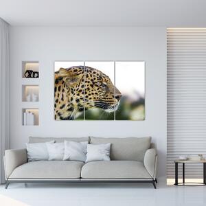 Leopard - obraz (Obraz 120x80cm)