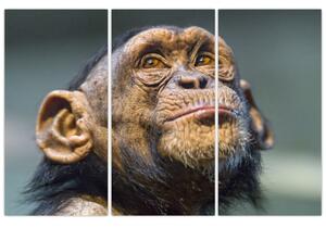 Opica - obrazy (Obraz 120x80cm)