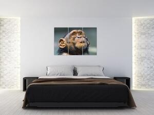 Opica - obrazy (Obraz 120x80cm)