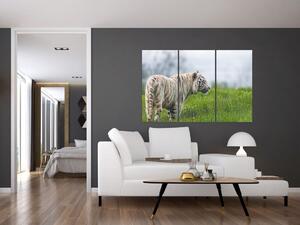 Tiger - obraz (Obraz 120x80cm)