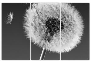 Odkvitnutá púpava - obraz kvetín (Obraz 120x80cm)