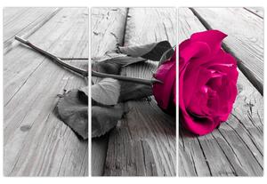 Ruže fialová - obraz (Obraz 120x80cm)