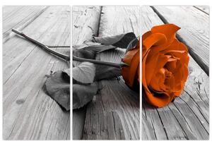 Ruže oranžová - obraz (Obraz 120x80cm)