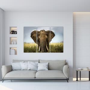 Slon - obraz (Obraz 120x80cm)