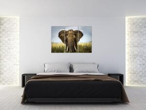 Slon - obraz (Obraz 120x80cm)