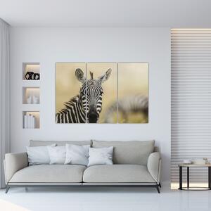 Zebra - obraz (Obraz 120x80cm)