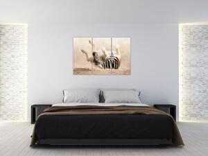 Obraz zebry (Obraz 120x80cm)