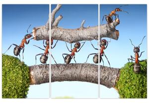 Obraz mravcov (Obraz 120x80cm)