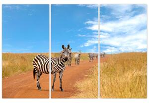 Zebra na ceste - obraz (Obraz 120x80cm)