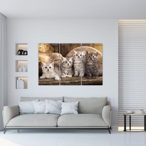 Mačiatka - obraz (Obraz 120x80cm)