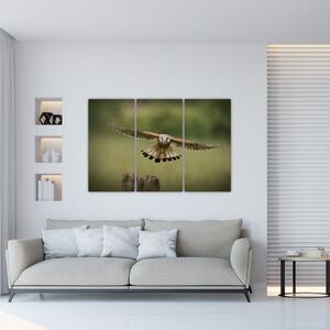 Orel - obraz (Obraz 120x80cm)
