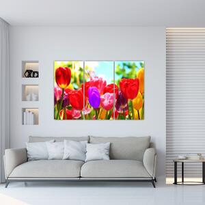 Tulipány - obraz (Obraz 120x80cm)