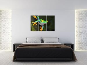 Žaba - obraz (Obraz 120x80cm)