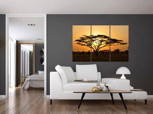 Fotka stromu - obraz (Obraz 120x80cm)