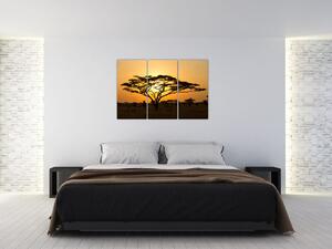 Fotka stromu - obraz (Obraz 120x80cm)