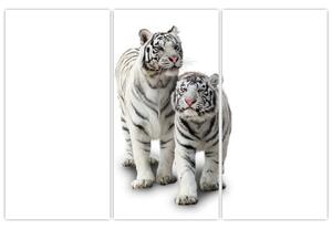 Tiger biely - obraz (Obraz 120x80cm)