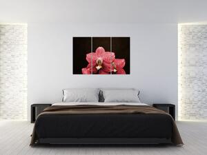 Ružová orchidea - obraz (Obraz 120x80cm)