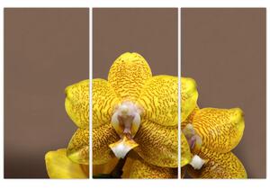 Žltá orchidea - obraz (Obraz 120x80cm)