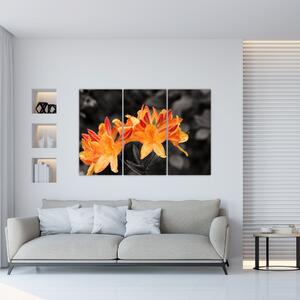 Obraz kvetín (Obraz 120x80cm)