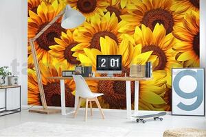 Vliesové fototapety, rozmer 375 cm x 250 cm, kvety slnečníc, DIMEX MS-5-0129