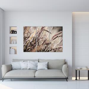 Obraz pšenica (Obraz 120x80cm)