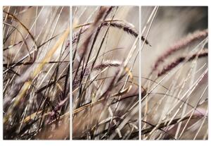 Obraz pšenica (Obraz 120x80cm)
