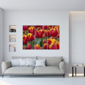 Tulipánové polia - obraz (Obraz 120x80cm)