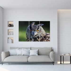 Sova - obraz (Obraz 120x80cm)