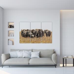 Stádo slonov - obraz (Obraz 120x80cm)